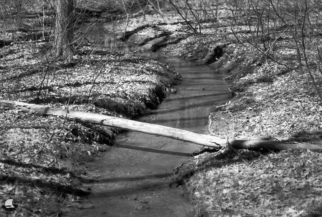 Log over a Creek, Wetlands, Orchard Park, NY Photography.
