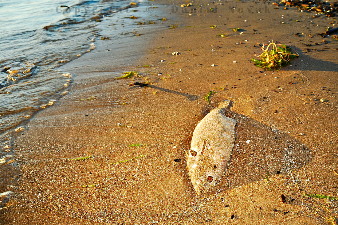 One of many dead fish in Woodlawn Beach State Park. FIsh #10.