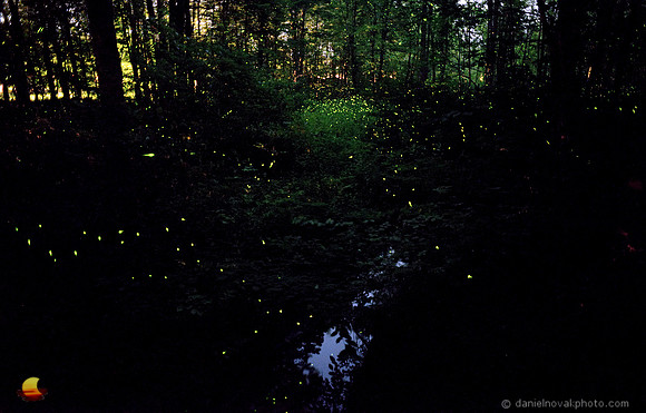 Back to Magical Forest Fireflies