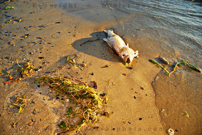 One of many dead fish in Woodlawn Beach State Park. FIsh #8.