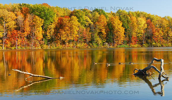 Ducks at Sinking Ponds in the Fall - Autumn, backdrop of colorful foliage. East Aurora - Buffalo, New York (NY).