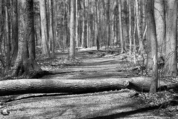 Log over the Trail, Wetlands, Orchard Park, NY. An old-fashioned black and white analog photograph captured with a 35mm Pentax Spotmatic camera on Kodak T-Max 100 negative film.