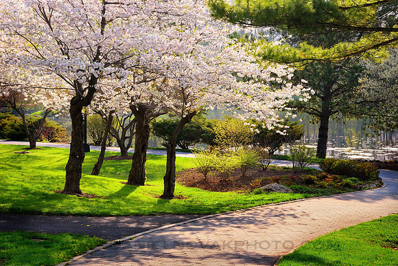 Path in Bloom