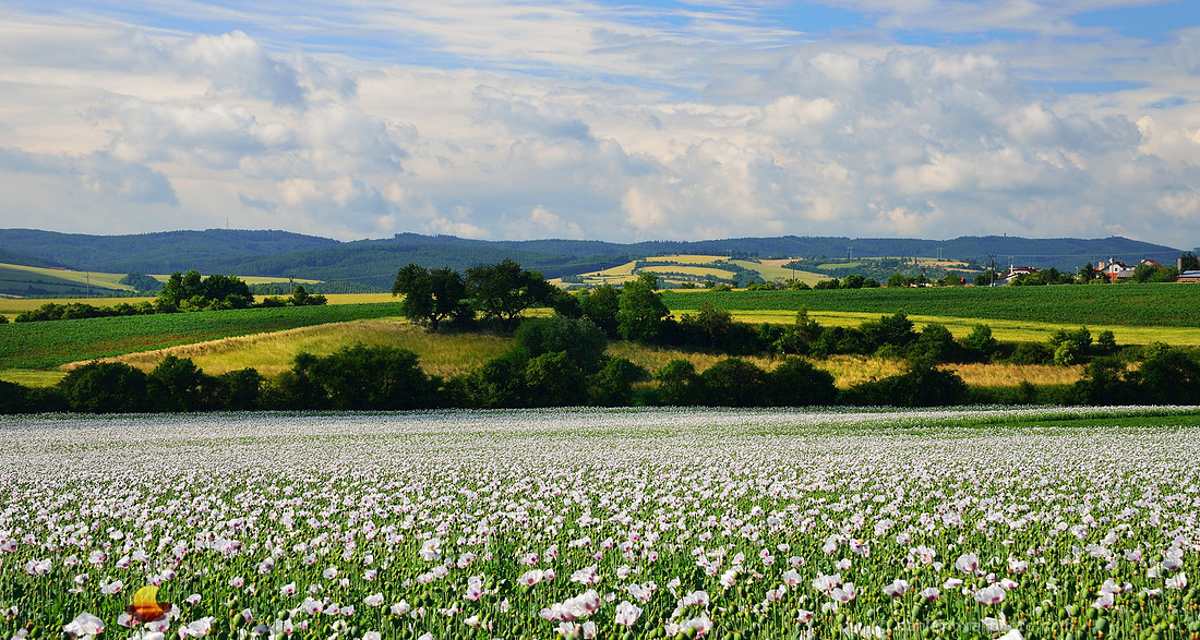 The Land of Poppy Seeds, Southern Moravia, Czech Republic.