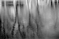 An Abstract Reflection of Yates Park Trees in Green Lake, Orchard Park, NY. An old-fashioned black and white analog photograph captured with a 35mm Pentax Spotmatic camera on Kodak T-Max 100 negative