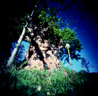 Big Meadow Willow Tree, Pinhole Photography, Chestnut Ridge Park, Orchard Park, NY. terraPIN ACME 3-d printed camera, Kodak Ektachrome E100 reversal film, Unicolor E-6 KIT.