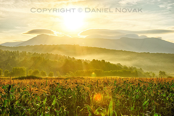 Corn Field at Sunrise, Green Mountains, Vermont (VT).
