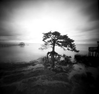 Picturesque Cypress Tree, town boardwalk, Duck, NC. TerraPin ACME 3d-printed pinhole camera, Kodak T-Max 100 black and white negative film. replenished D-23 developer.