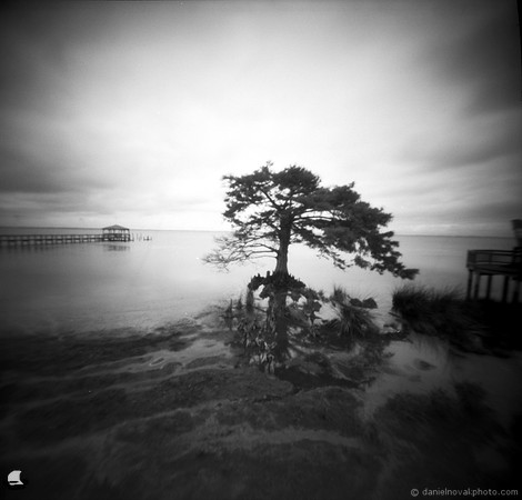 Picturesque Cypress Tree, town boardwalk, Duck, NC. TerraPin ACME 3d-printed pinhole camera, Kodak T-Max 100 black and white negative film. replenished D-23 developer.