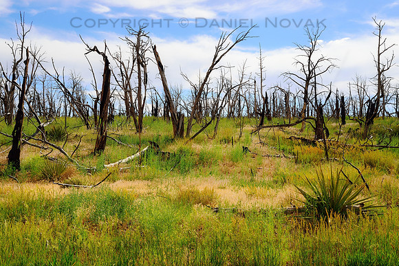 Recovering from Wildfire - Mesa Verde National Park