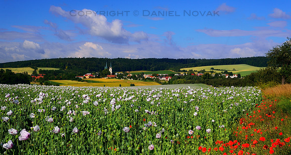 Poppy Seed Field by Rataje, Southern Moravia, Czech Republic.