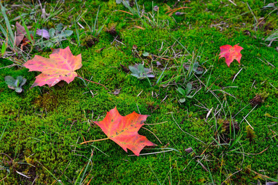 Colorful leaf close up in Emery County Park, South Wales, New York (NY). Early fall / autumn foliage.