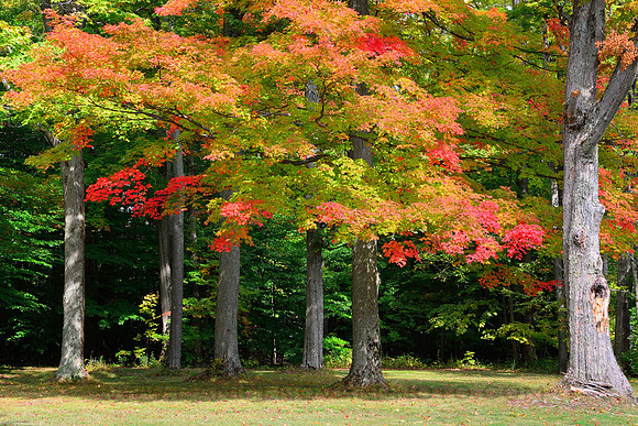 Fall Colors of Emery Park