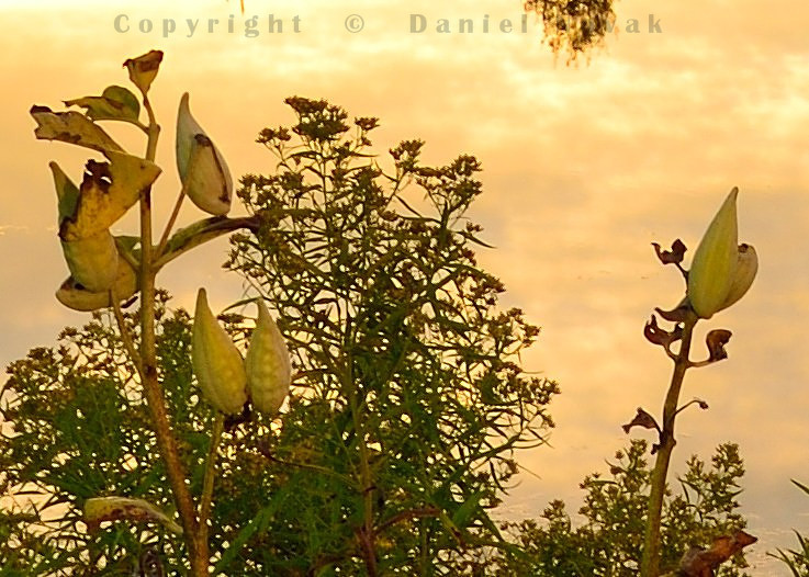 100% foreground crop. Sunrise over a wetlands pond, shallow depth of field on a full frame sensor even at F/11.
