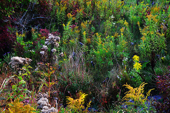 Colors of wetlands in fall - autumn, wild flowers in wetlands at sunrise, Orchard Park, New York (NY).