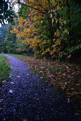 Unpolarized photo of wet yellow leaves and wet gravel in the fall with glare reducing saturation and detail.