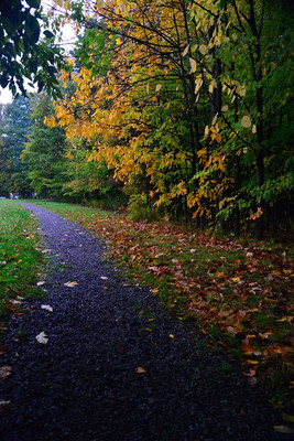Polarized photo of wet yellow leaves and wet gravel in the fall with glare eliminated and colors saturated.