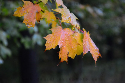 An unpolarized photo of a wet yellow leaf in the fall with glare reducing saturation and detail.