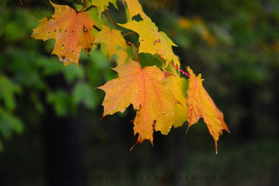 A polarized photo of a wet yellow leaf in the fall with glare eliminated and colors saturated.