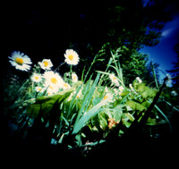 Daisies, Pinhole Photography, Chestnut Ridge Park, Orchard Park, NY. terraPIN ACME 3-d printed camera, Kodak Ektachrome E100 reversal film, Unicolor E-6 KIT.