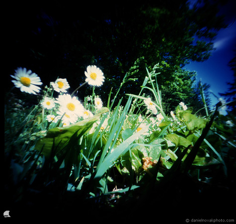 Daisies, Pinhole Photography, Chestnut Ridge Park, Orchard Park, NY. terraPIN ACME 3-d printed camera, Kodak Ektachrome E100 reversal film, Unicolor E-6 KIT.