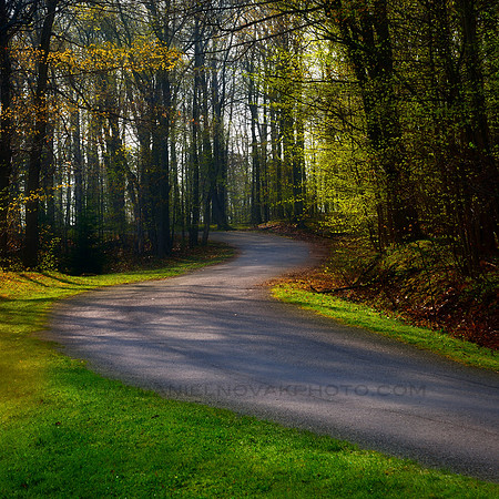 Road Curving through Chestnut Ridge Park, Orchard Park, New York (NY)