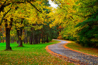 Yellow Alley at Emery Park, New York (NY) near East Aurora and Buffalo in the Fall - Autumn.