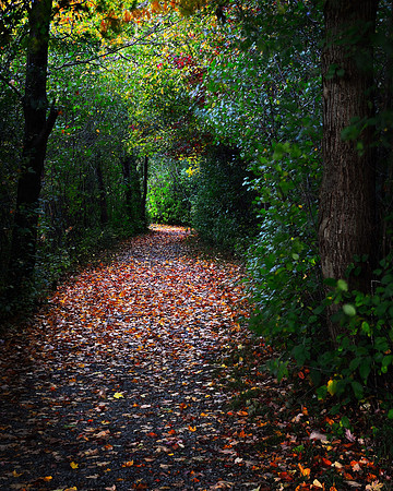 Morning at the Tree Tunnel of Birdsong Park in the fall - autumn, Orchard Park, New York (NY).