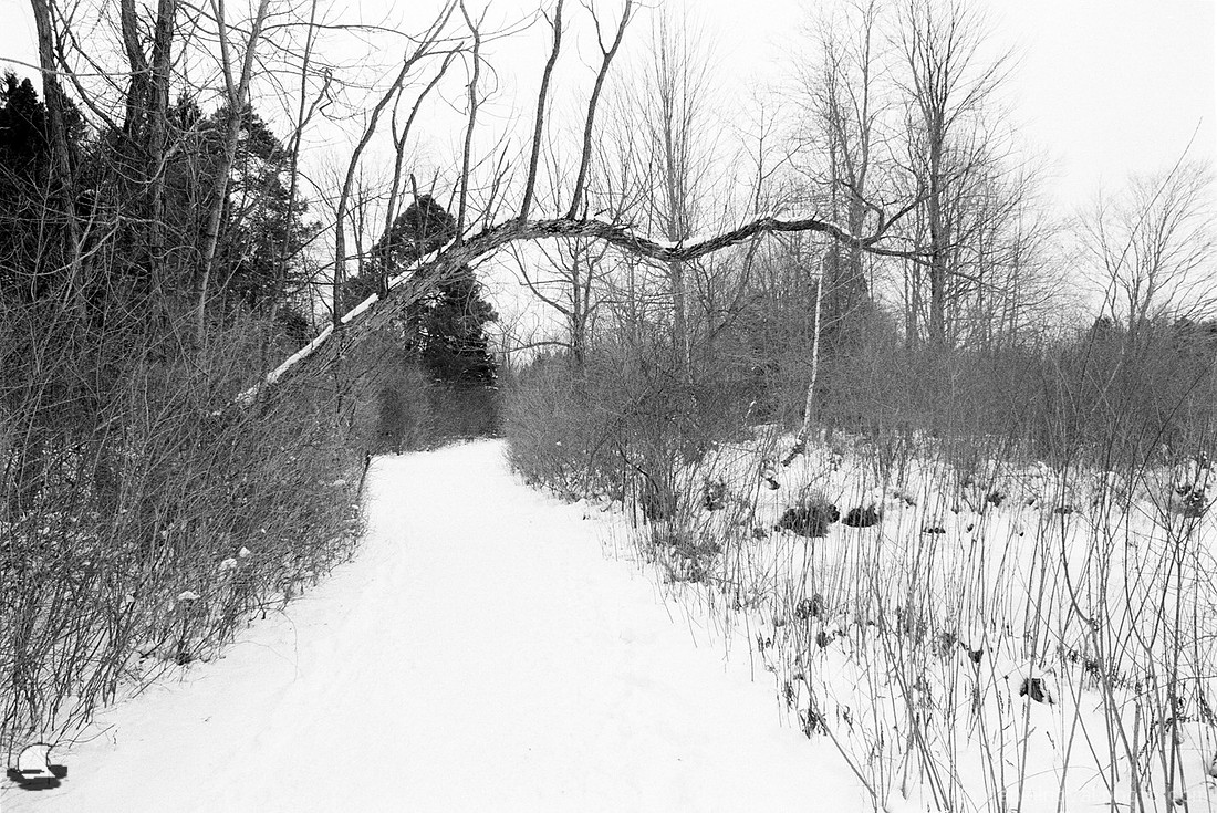 The Wide Path Around, Winter Reinstein Woods, Depew, NY
