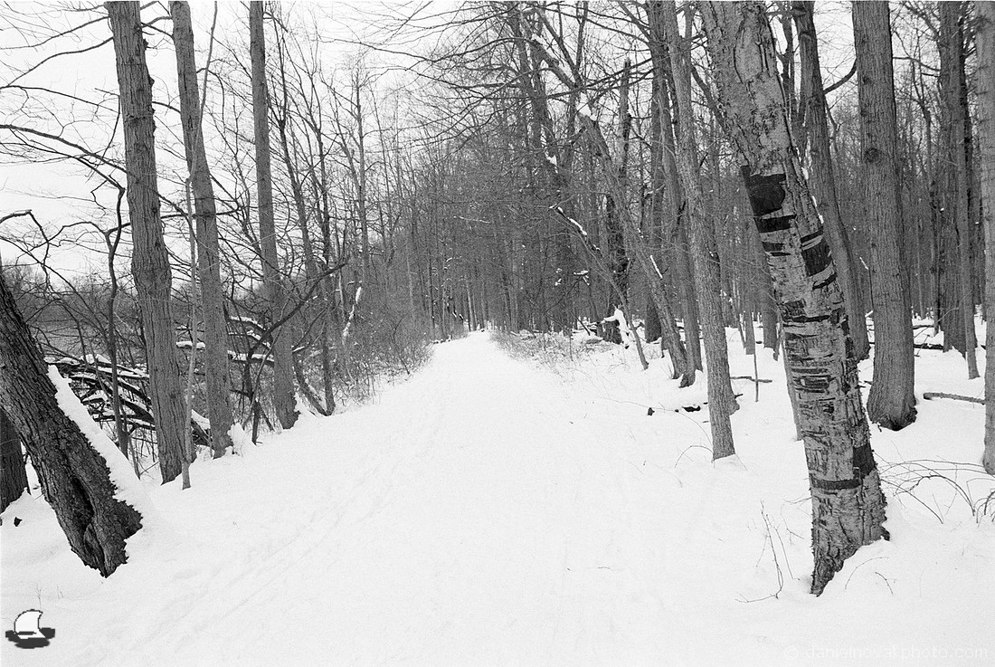 Bark Pattern, Winter Reinstein Woods, Depew, NY