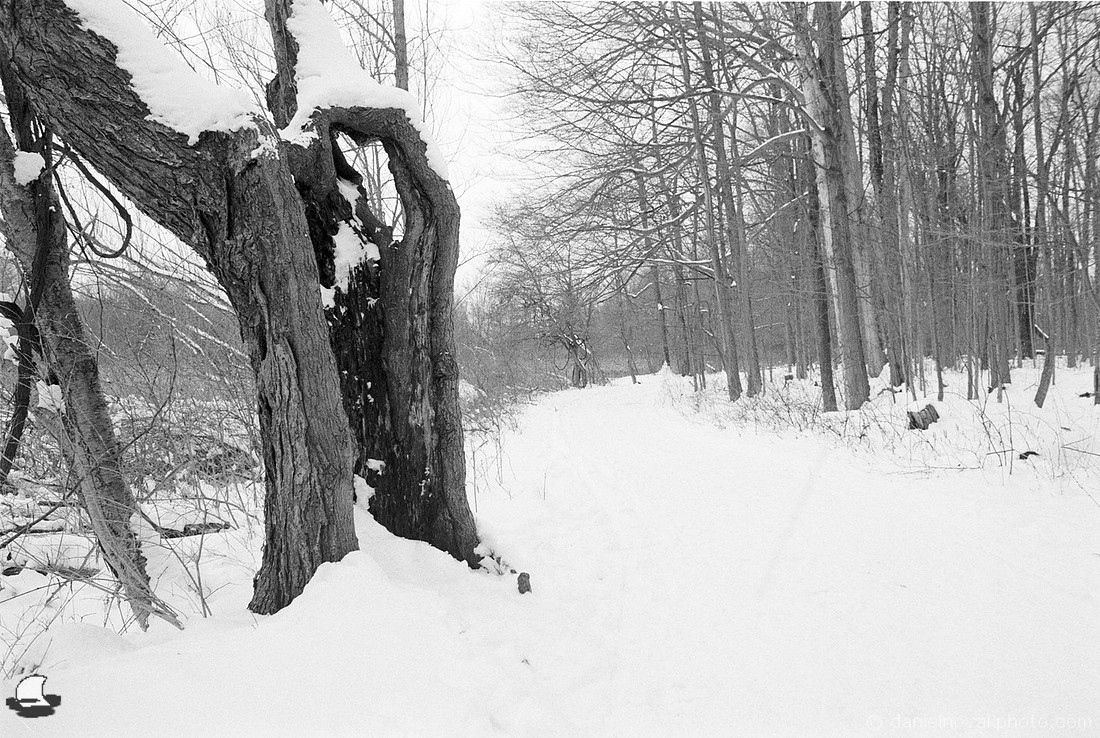 Tree Hideaway, Winter Reinstein Woods, Depew, NY