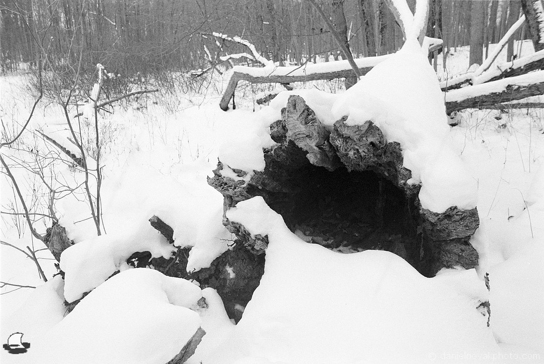 Hollow Trunk, Winter Reinstein Woods, Depew, NY