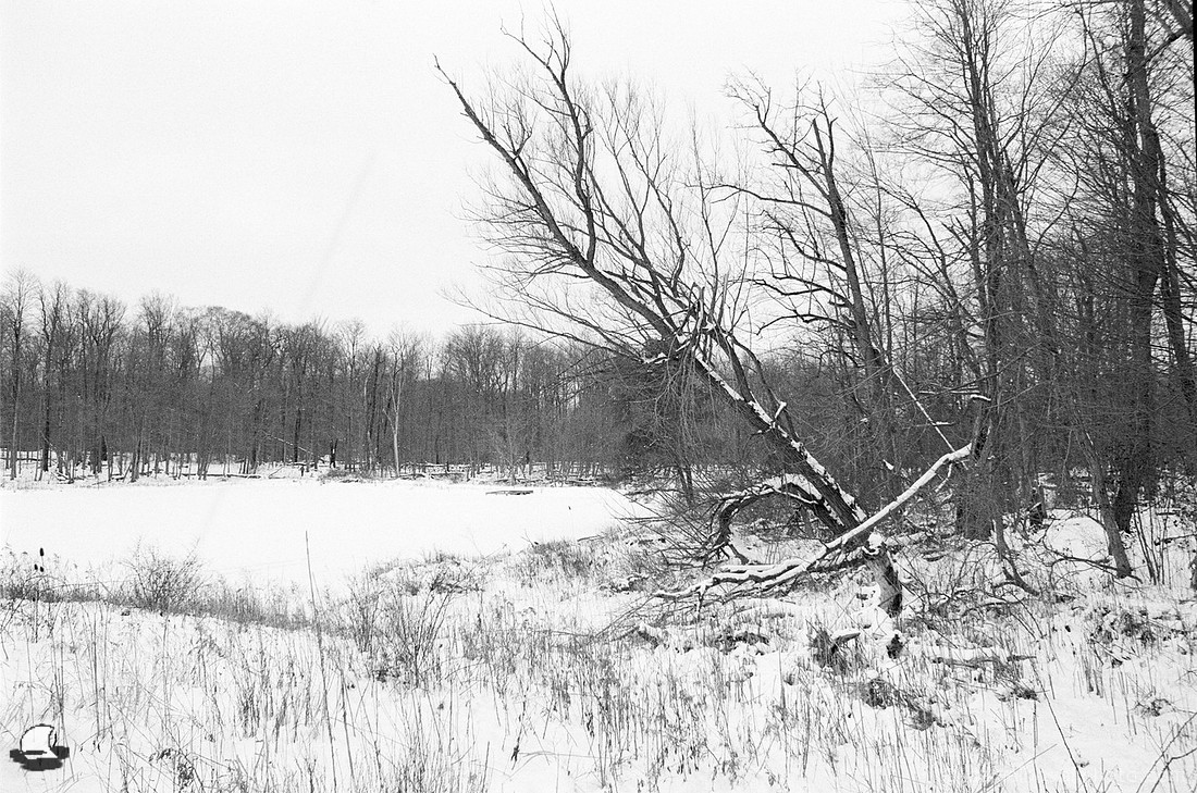 Leaning over Pond, Winter Reinstein Woods, Depew, NY