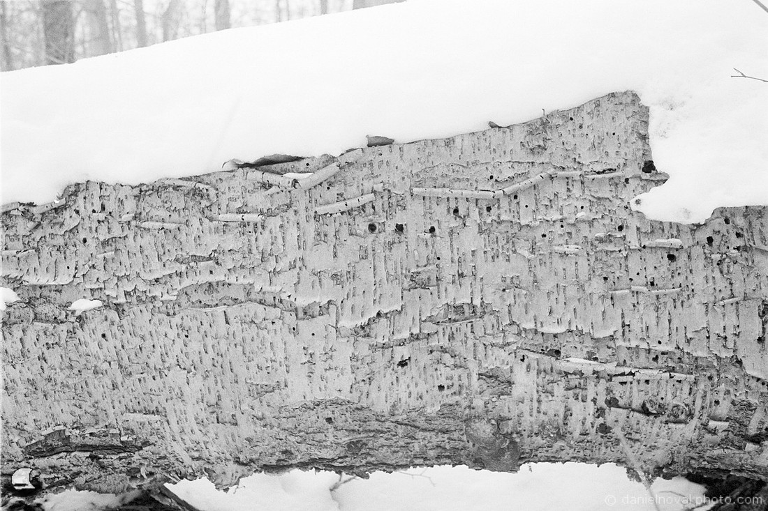 Holes, Winter Reinstein Woods, Depew, NY