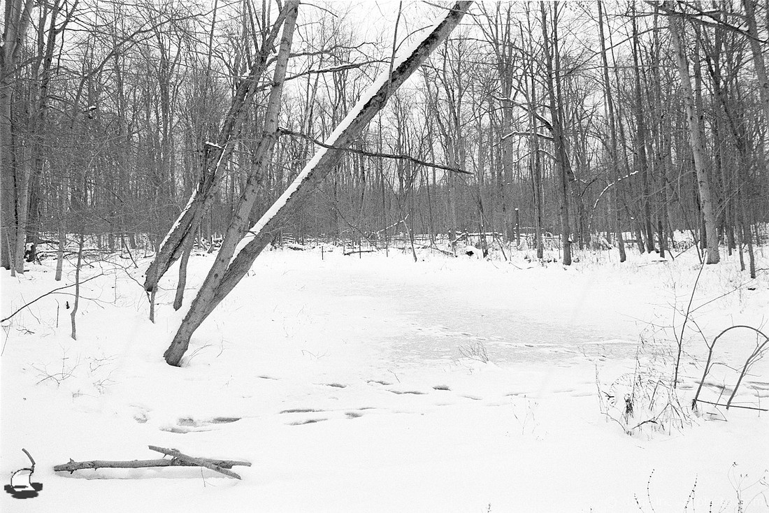 Frozen Swamp, Winter Reinstein Woods, Depew, NY