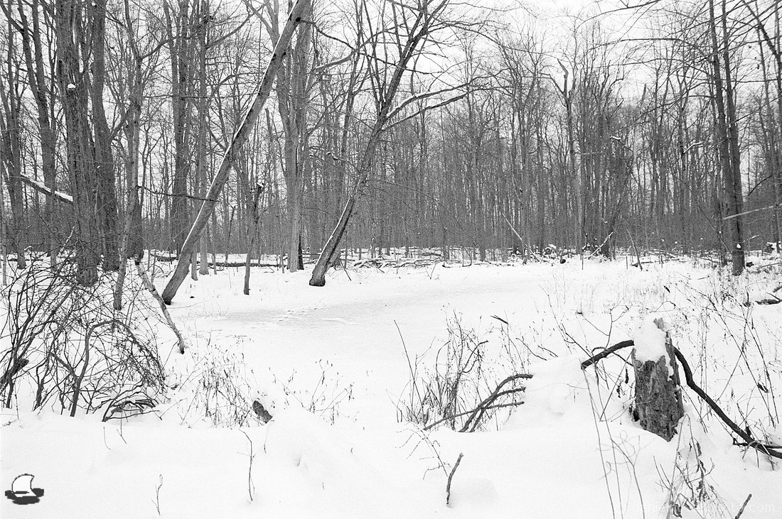 By a Frozen Swamp, Winter Reinstein Woods, Depew, NY