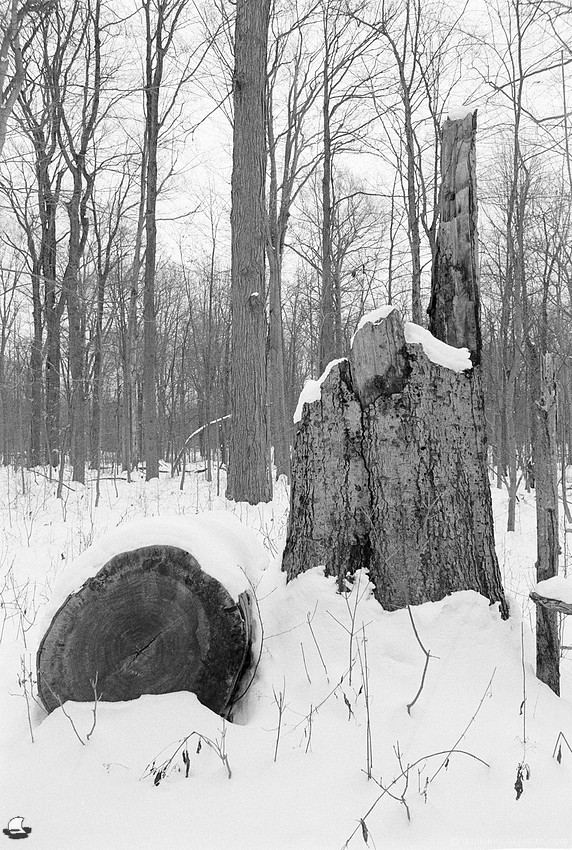 Stump Chair, Winter Reinstein Woods, Depew, NY