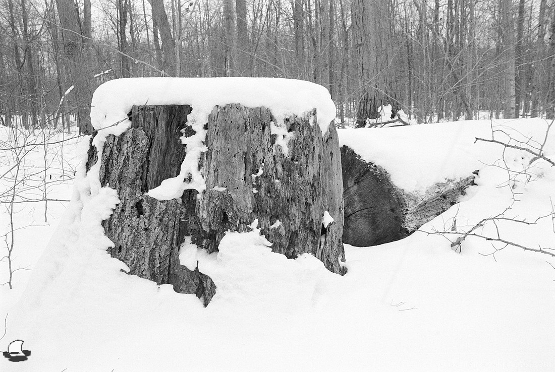 Stump & Log, Winter Reinstein Woods, Depew, NY