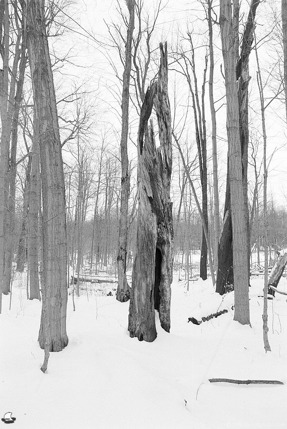 Tree Sculpture, Winter Reinstein Woods, Depew, NY