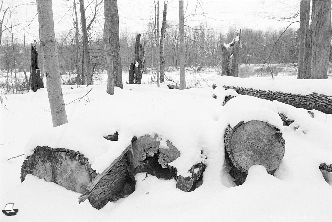 Downed Trees, Winter Reinstein Woods, Depew, NY