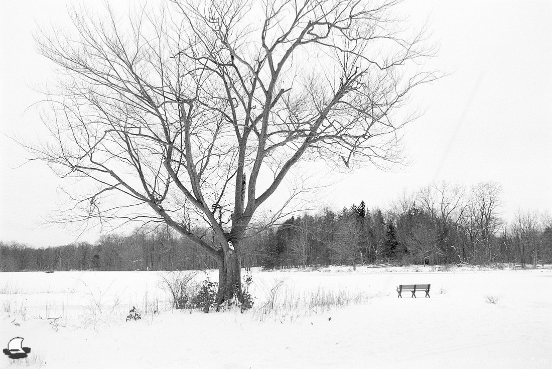 Relax by the Pond, Winter Reinstein Woods, Depew, NY