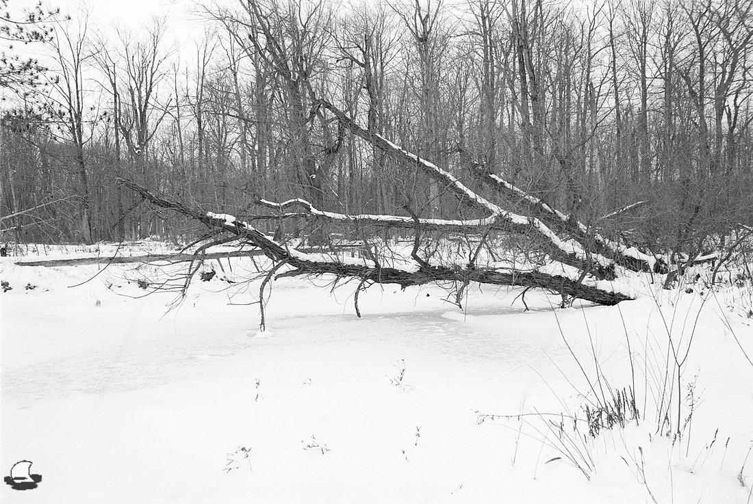 Fallen Over, Winter Reinstein Woods, Depew, NY