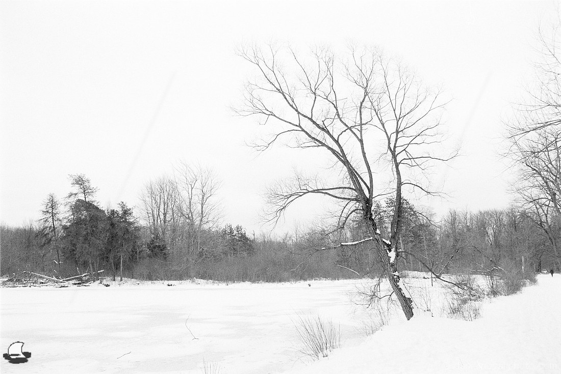 Guarding the Pond, Winter Reinstein Woods, Depew, NY