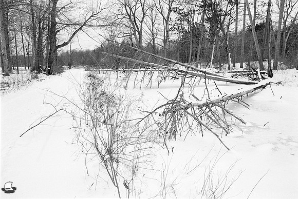 Trees Down over Creek, Winter Reinstein Woods, Depew, NY. Photographed with a vintage 35mm Pentax Spotmatic F camera on Ultrafine Xtreme UFX 400 black and white negative film.