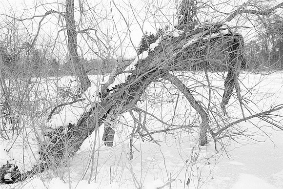 Bowed, Winter Reinstein Woods, Depew, NY. Photographed with a vintage 35mm Pentax Spotmatic F camera on Ultrafine Xtreme UFX 400 black and white negative film.