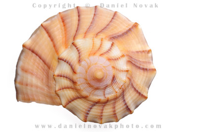 Lightning Whelk Shell on White Background. Found in Marco Island, Florida (FL).