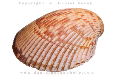 Giant Heart Cockle Shell on White Background. Found in Marco Island, Florida (FL).