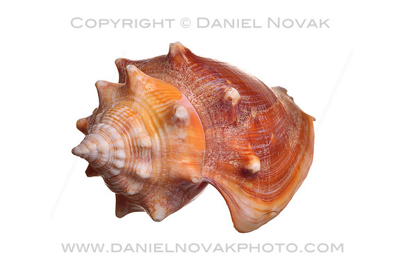 Florida Fighting Conch Shell