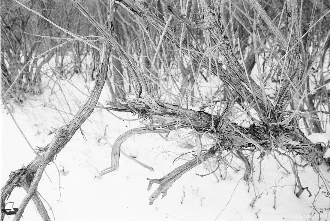 Broken Branch, Birdsong Park in Winter, Orchard Park, NY
