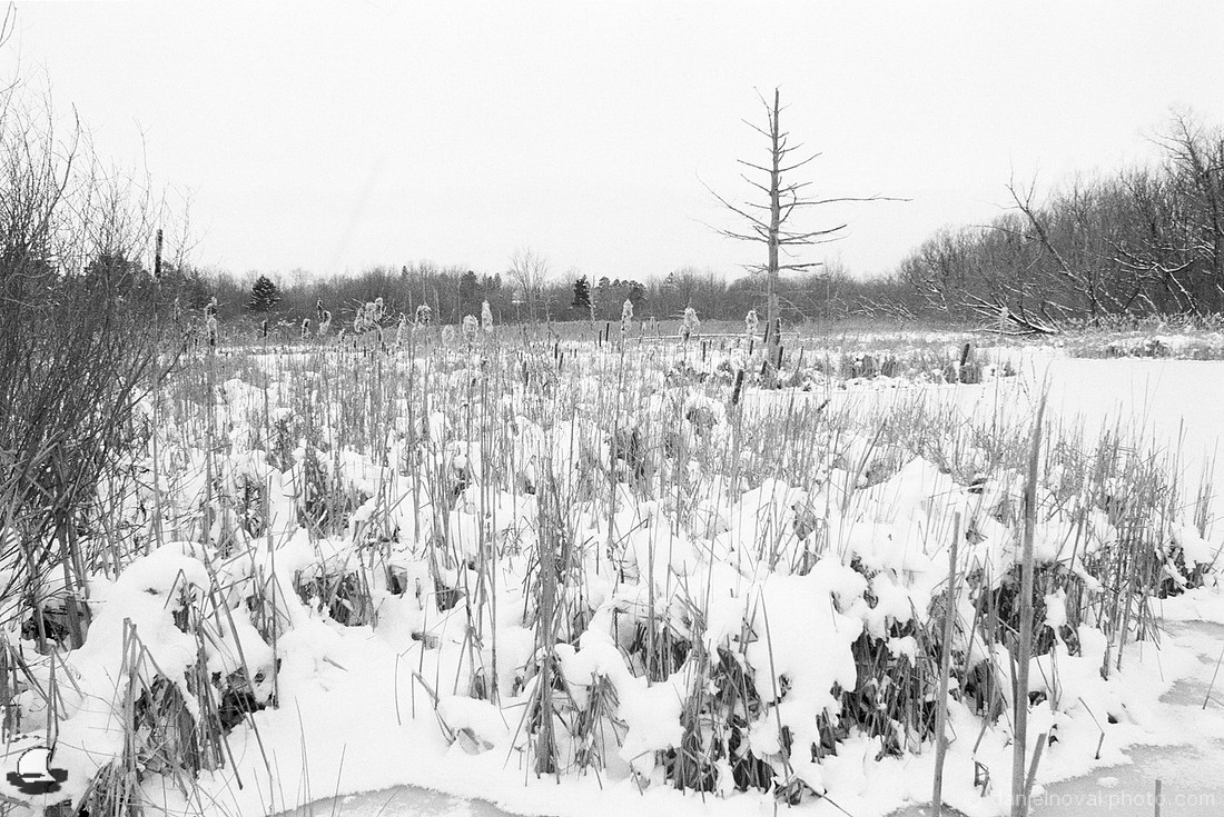 Watchman of Birdsong, Birdsong Park in Winter, Orchard Park, NY